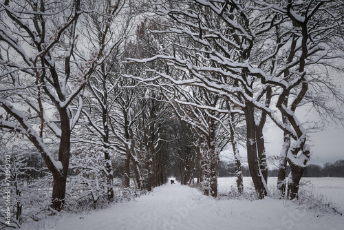 Winterweg mit schneebedeckten Bäumen im Januar photo