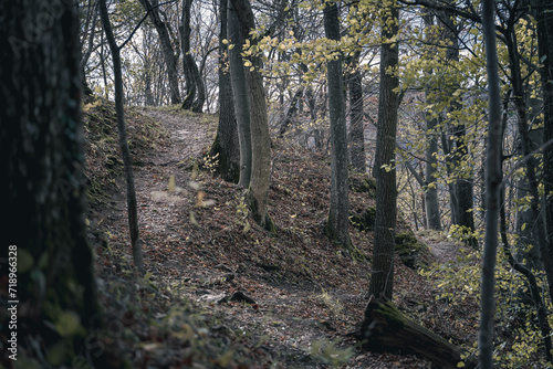 Frühlingswald