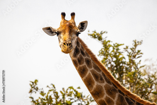 portrait of agiraffe in the wild of kruger nationalpark south africa