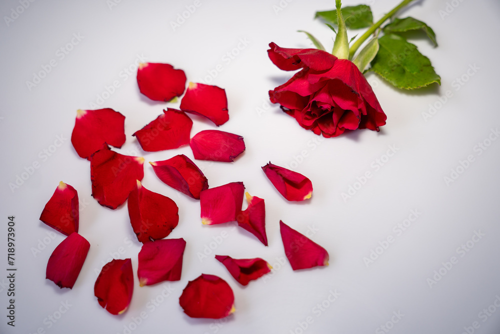 Single, scattered red rose petals and a red rose with green leaves on a white background Single, scattered red rose petals and a red rose with green leaves on a white background