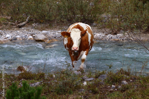 Kuh im Fluss © Kerstin