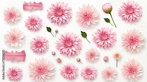 set collection of delicate pink chrysanthemum flower © ahmed
