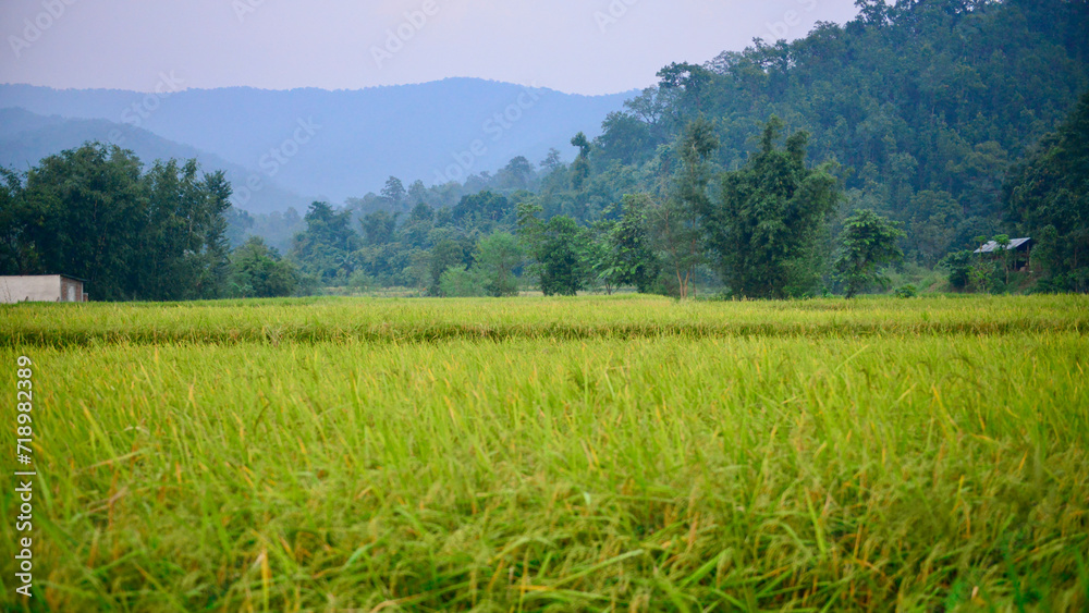 green field and mountains