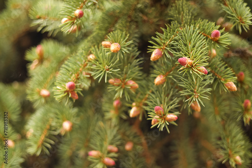 Pink cones on a spruce tree in spring closeup