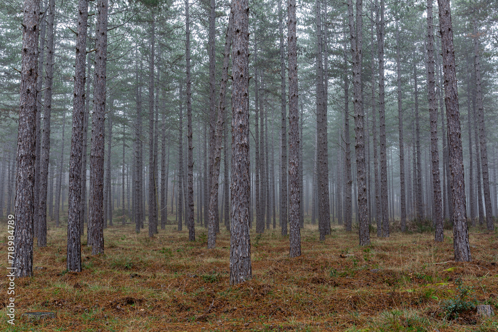 Austrian pine forest. Pinus nigra. Mount San Isidro, Leon, Spain.