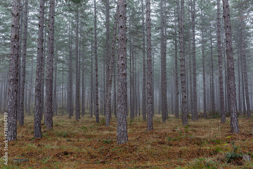 Austrian pine forest. Pinus nigra. Mount San Isidro  Leon  Spain.