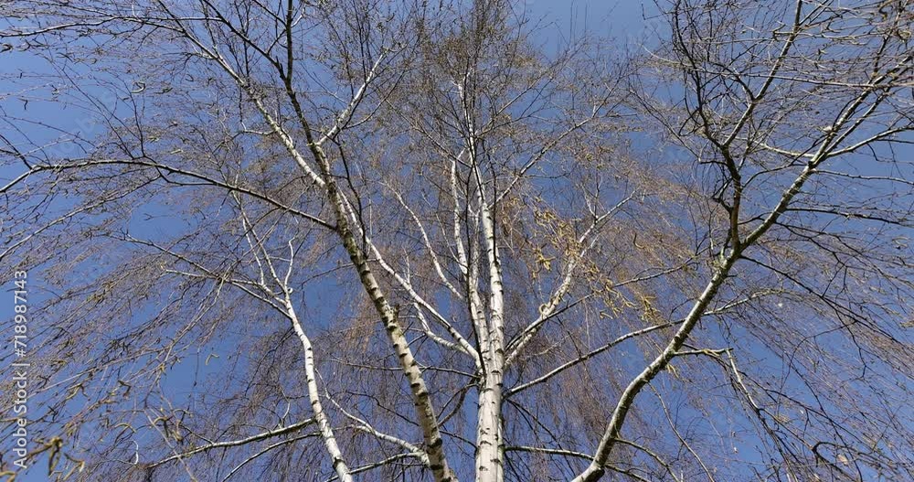 birch tree with green foliage in windy weather, beautiful birch tree in sunny weather birch tree with green foliage in windy weather, beautiful birch tree in sunny weather