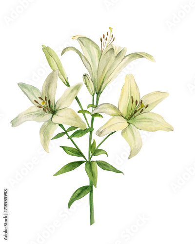 Watercolor illustration of Lily. Handmade drawing white flower. Artistic element of water design. Illustration for cards, wedding invitations, printing and other design projects.
