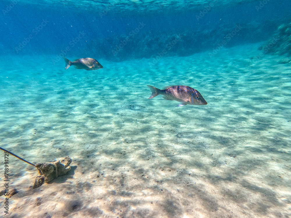 Fototapeta premium Spangled Emperor fish (Lethrinus Nebulosus) on his coral reef in the Red Sea, Egypt..