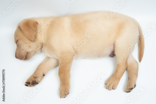 Sleeping labrador cub above view