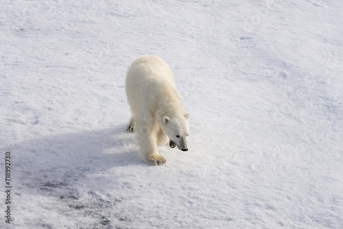 Polar bear (Ursus maritimus) on the pack ice north of Spitsbergen Island, Svalbard, Norway, Scandinavia, Europe