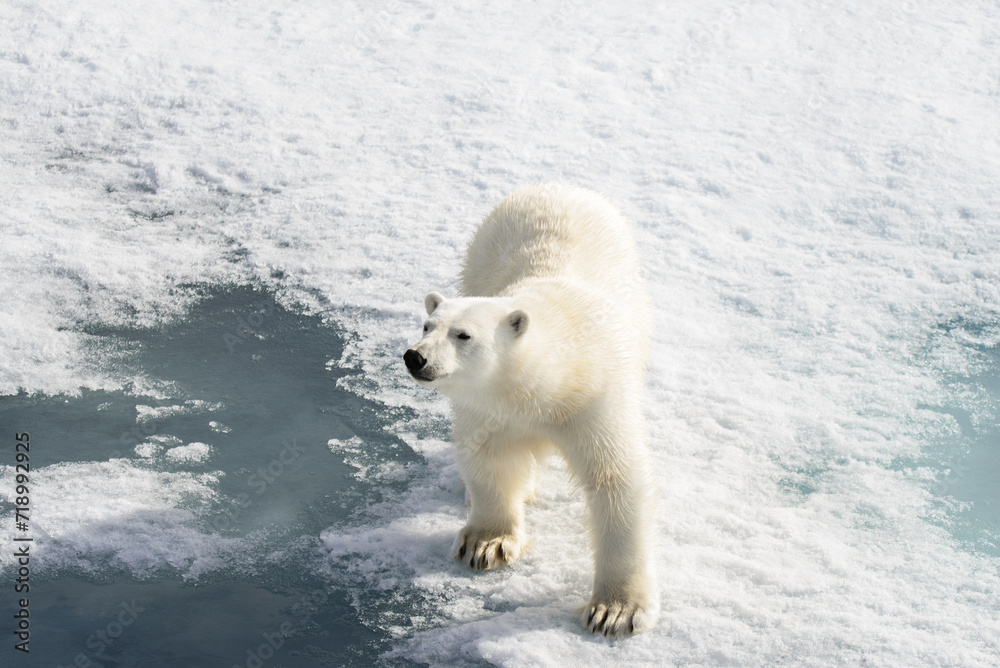 Obraz premium Polar bear (Ursus maritimus) on the pack ice north of Spitsbergen Island, Svalbard, Norway, Scandinavia, Europe