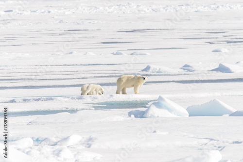 Polar bear mother (Ursus maritimus) and twin cubs on the pack ice, north of Svalbard Arctic Norway photo