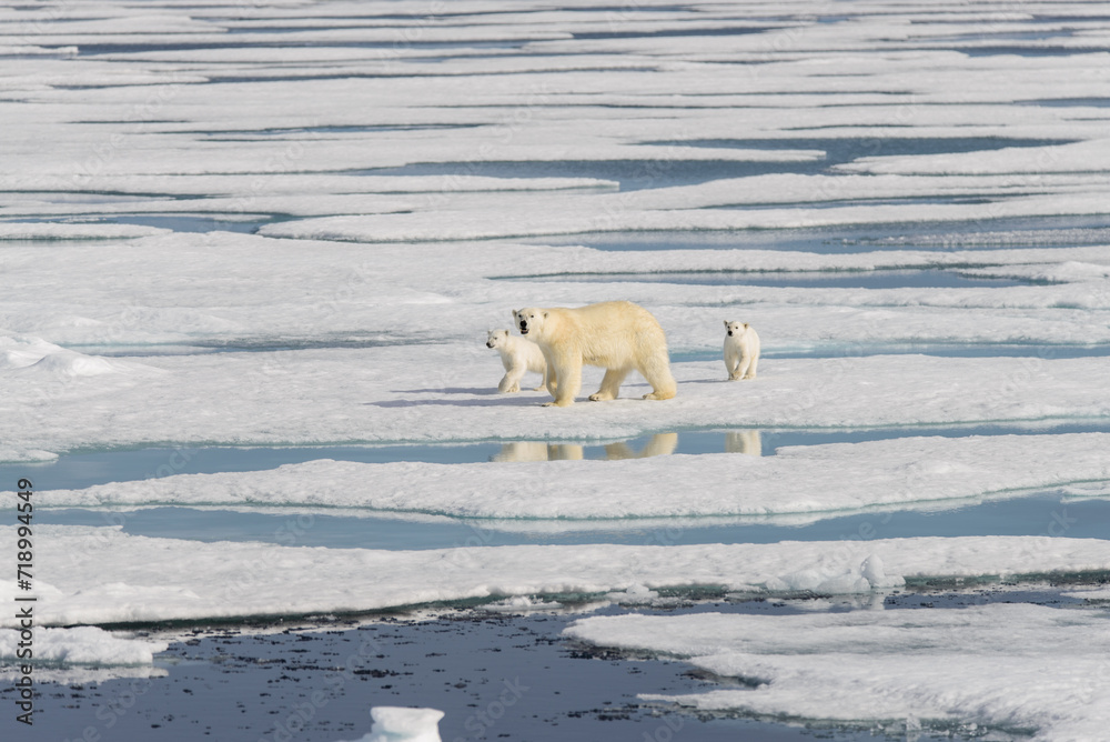 Polar bear mother (Ursus maritimus) and twin cubs on the pack ice, north of Svalbard Arctic Norway Polar bear mother (Ursus maritimus) and twin cubs on the pack ice, north of Svalbard Arctic Norway