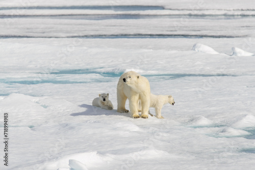 Polar bear mother (Ursus maritimus) and twin cubs on the pack ice, north of Svalbard Arctic Norway