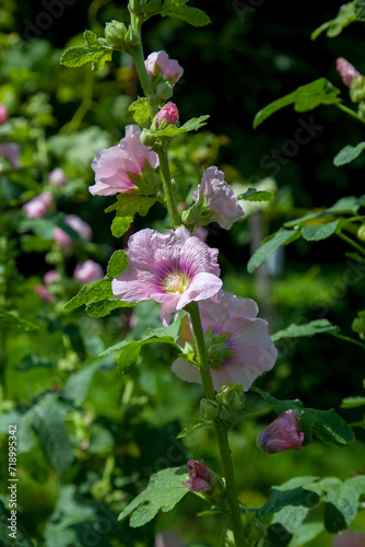 Soft pink flowers of musk mallow or lavatera on a green background.
