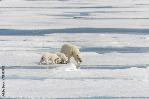 Fototapeta Naklejka Na Ścianę i Meble -  Polar bear mother (Ursus maritimus) and twin cubs on the pack ice, north of Svalbard Arctic Norway