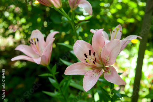 Blooming Oriental Lily flowers. Pink tropical flower in the garden..
