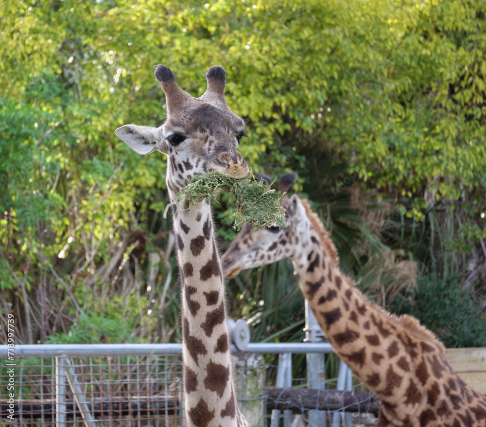 Obraz premium Happy Giraffe munching on straw