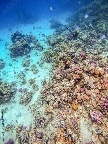 Underwater life of reef with corals  shoal of Lyretail anthias  Pseudanthias squamipinnis  and other kinds of tropical fish. Coral Reef at the Red Sea  Egypt.