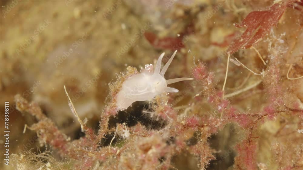 Sea slug Coryphella verrucosa under a microscope, order Nudibranchia, Mollusca, family Coryphellidae. Swinging on Rhodophyta algae. White Sea Sea slug Coryphella verrucosa under a microscope, order Nudibranchia, Mollusca, family Coryphellidae. Swinging on Rhodophyta algae. White Sea