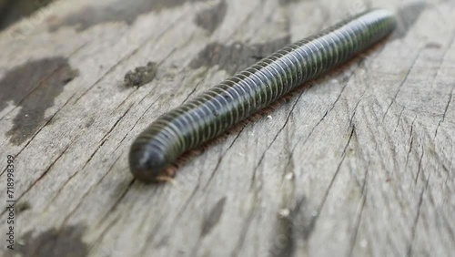 Millipede caterpillars walking on wood. A black Indonesian Giant Millipede