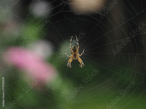 Spider waiting for pray in the net