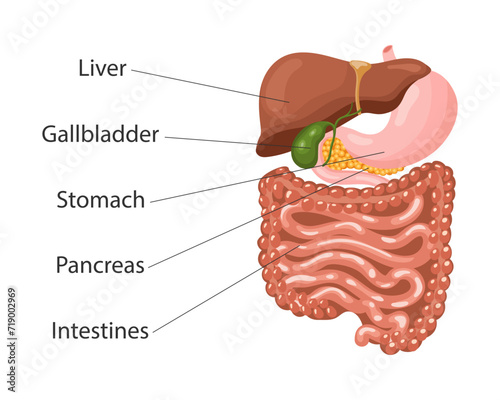 Gastrointestinal tract. Human digestive system anatomy, infographic banner. Liver, stomach, pancreas, gallbladder, intestines. Medical concept. Vector