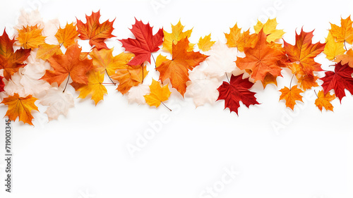 autumn leaves background white isolated photo