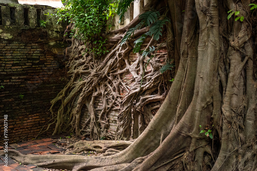 Banyan (bodhi tree) roots entwine brick wall in Princess Mother Memorial Park, Bangkok, Thailand