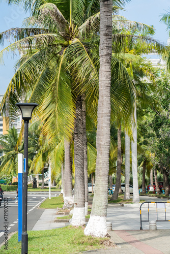Wallpaper Mural View Coconut tree with sky background Torontodigital.ca