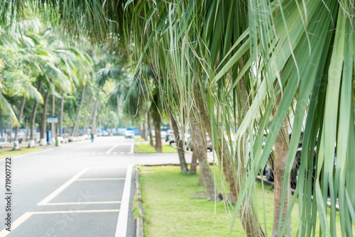 Wallpaper Mural View Coconut tree with sky background Torontodigital.ca