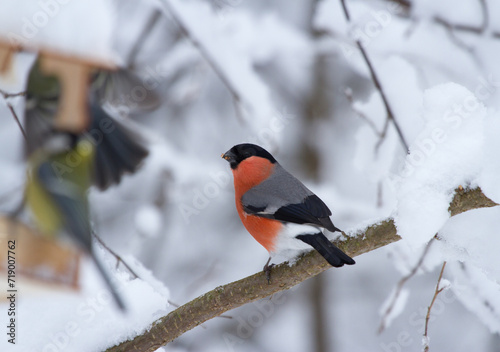 Foto Eurasian bullfinch sits on branch