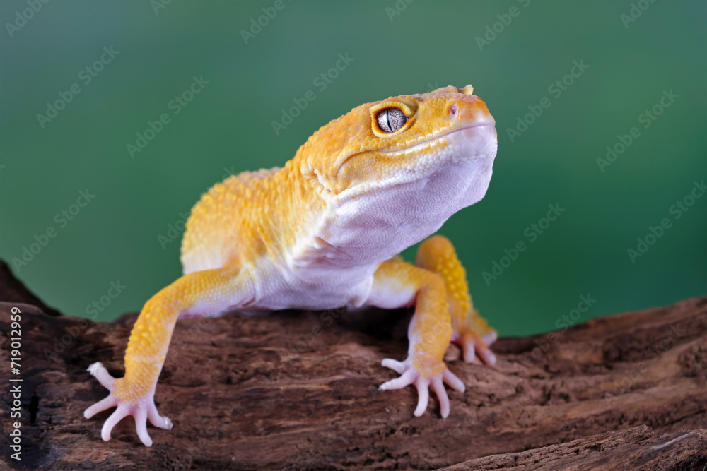 Fototapeta premium Leopard gecko lizard on wood, eublepharis macularius, animal closeup