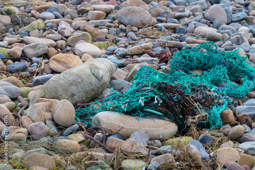 Baby seal on a rocky beach in Scotland surrounded by plastic waste