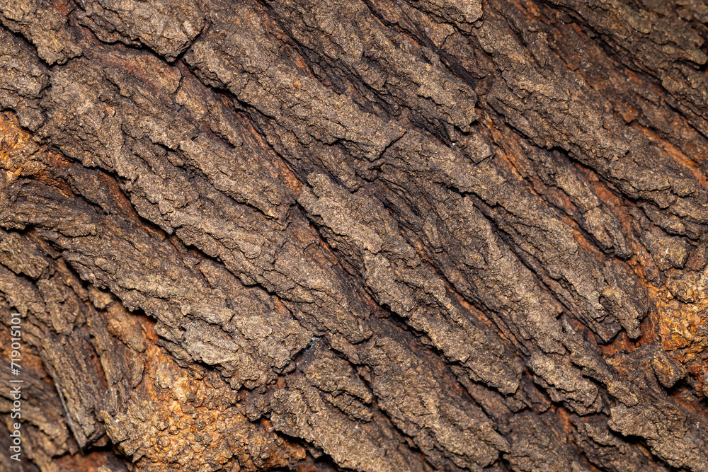 Bark of a broad-leaved tree in the forest, close-up. Bark of a broad-leaved tree in the forest, close-up.