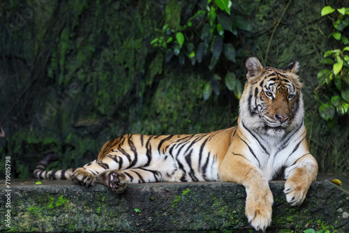 Close up Indochinese tiger is beautiful animal and dangerous in forest