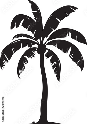 Tropical palm trees with leaves and black silhouettes isolated on a white background. Vector