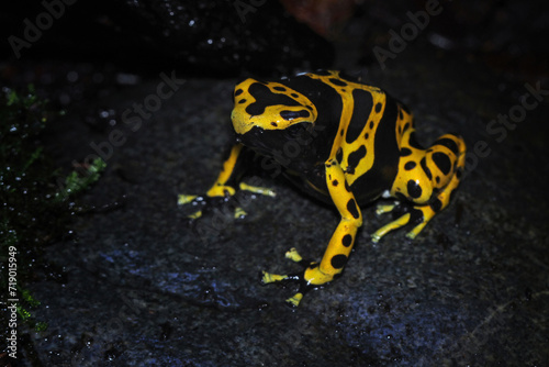 Yellow-banded poison dart frog, bumblebee frog, Dendrobates leucomelas