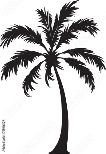 Tropical palm trees with leaves and black silhouettes isolated on a white background. Vector