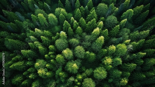 Green tops of trees. The concept of nature conservation. Trees are the lungs of our planet