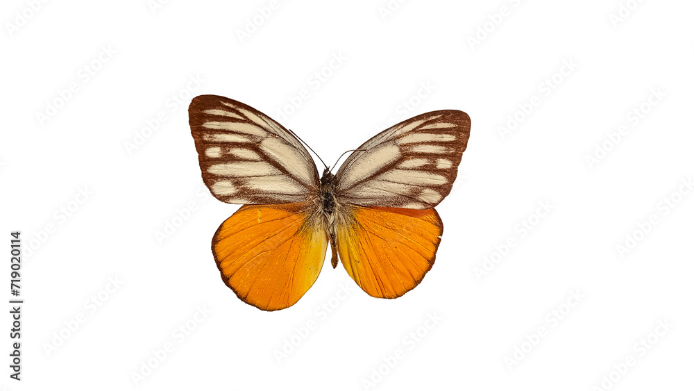butterfly isolated on white butterfly isolated on white
