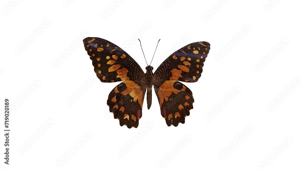 Fototapeta premium butterfly isolated on white