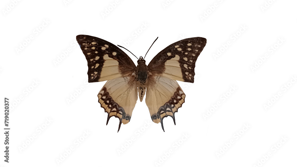 Obraz premium butterfly isolated on white