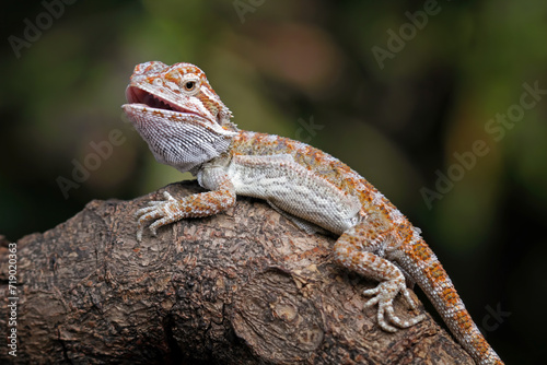 bearded dragon sitting on wood, cute lizard on black background, animals closeup