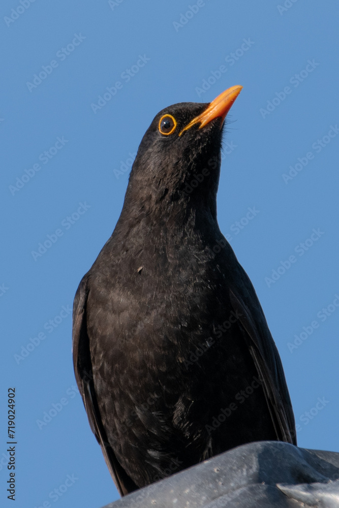 Obraz premium Merle à La Frette sur Seine