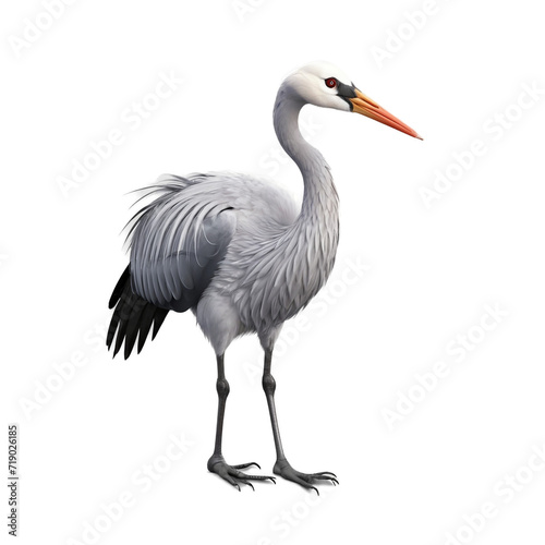 isolated on white stork