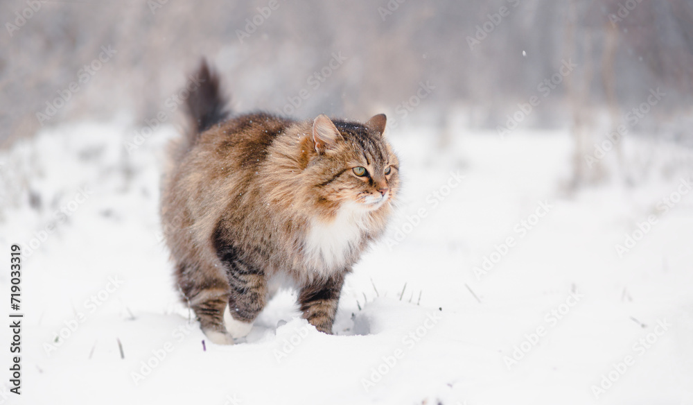 fluffy beautiful cat walking outdoors in rural yard on background of white snow, pets on winter nature rural scene