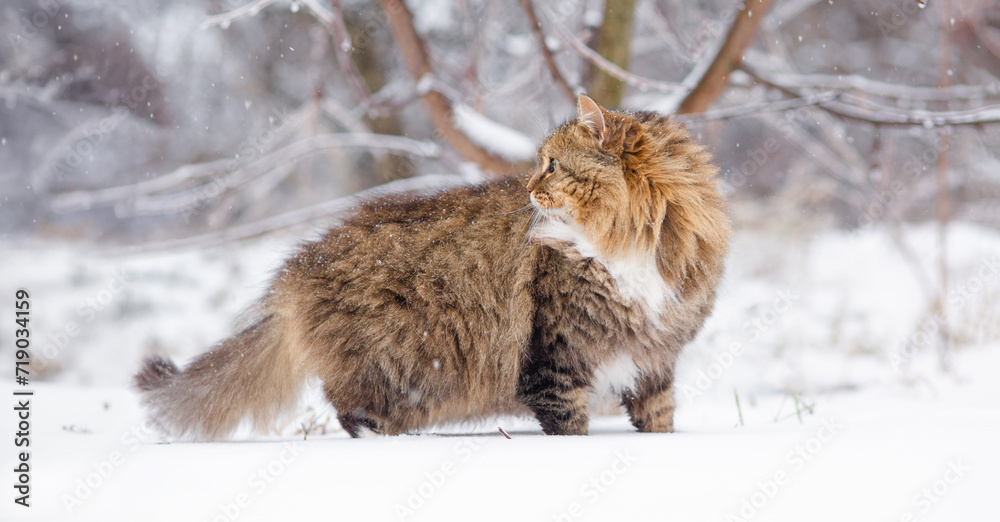 beautiful cat in winter garden, fluffy Siberian cat walking in rural yard on background of white snow, pets on nature