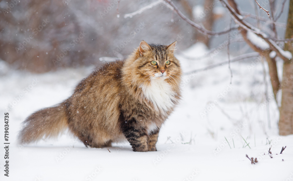 beautiful cat in winter garden, fluffy Siberian cat walking in rural yard on background of white snow, pets on nature beautiful cat in winter garden, fluffy Siberian cat walking in rural yard on background of white snow, pets on nature